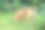 芝麻柴犬站在花园里图片下载