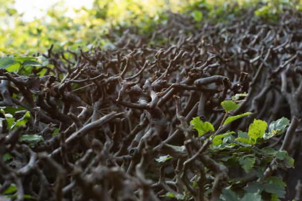 浓密树篱的裸露的茎和树枝。图片下载