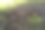 浓密树篱的裸露的茎和树枝。图片下载