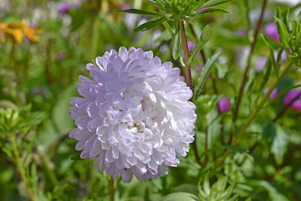 红色和白色的紫菀花在花园菊科图片下载