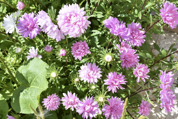 红色和白色的紫菀花在花园菊科图片下载