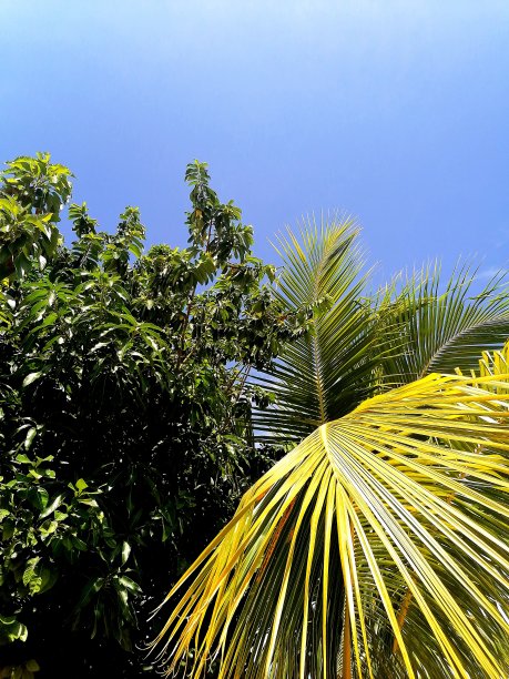 热带，阳光明媚的一天图片下载