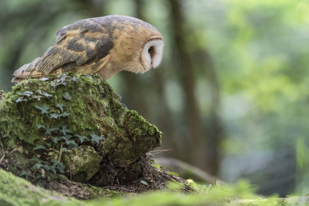 谷仓猫头鹰栖息在野生森林的岩石上(蒂托阿尔巴)图片下载