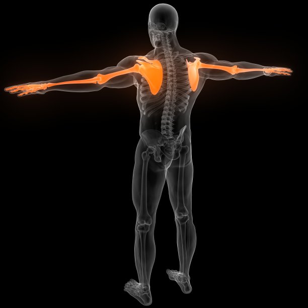 人体骨骼系统上肢骨关节解剖学图片下载