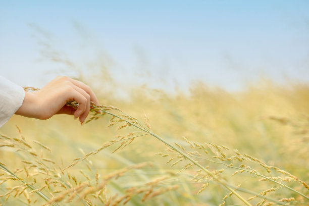 日出时，女人的手触摸着长出燕麦的耳朵。金黄色的成熟燕麦的小穗在田野上蓝色的天空背景，选择性的焦点图片下载
