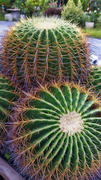 大仙人掌在花园里图片下载