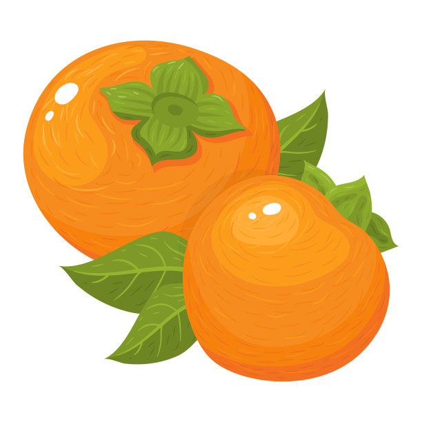 新鲜的整个柿子果实孤立在白色的背景上。健康生活方式的夏季水果。有机水果。卡通风格。矢量插图的任何设计。图片下载