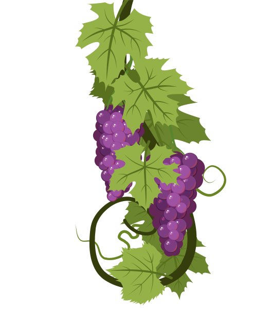 藤蔓与叶子和红色多汁的葡萄串。葡萄栽培和农业。浓密的灌木上有浆果的树枝。年轻的葡萄园。甜蜜的秋收。孤立在白色背景上。向量图片下载