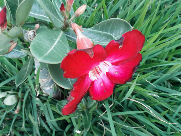 沙漠玫瑰。图片下载