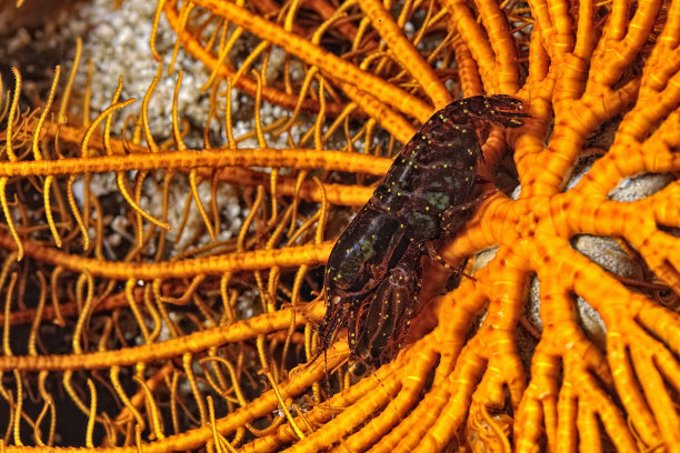 一张史汀生捕虾的照片图片下载