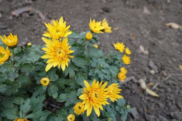 金色的菊花在十一月图片下载