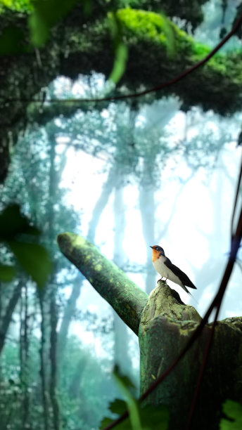 燕子在森林里的树上。图片下载