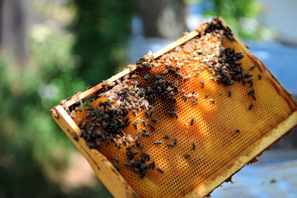 蜂巢与蜂蜜和蜜蜂美丽的发光在阳光下关闭库存照片图片下载