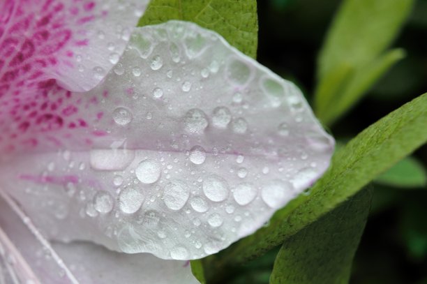 花瓣上有水滴图片下载