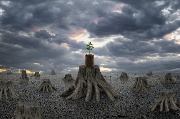 新芽在旧罐里发芽图片下载