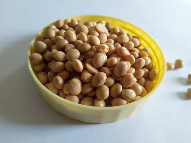 农业-大豆收获，精选大豆种子，高生产力-农业企业图片下载