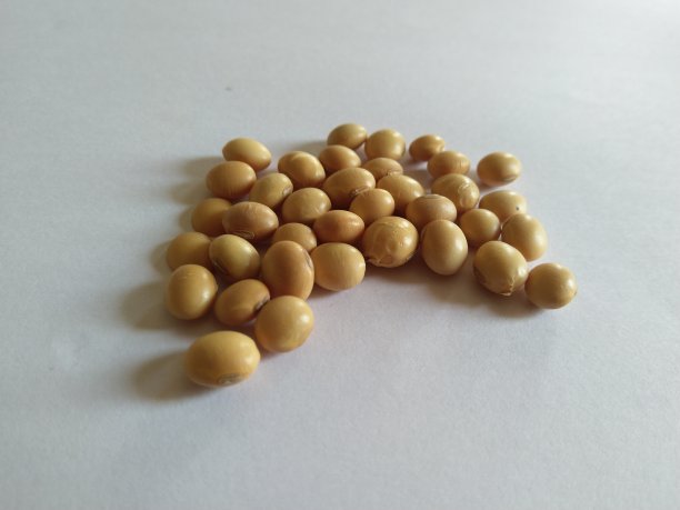 农业-大豆收获，精选大豆种子，高生产力-农业企业图片下载