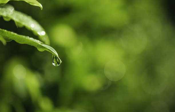 水滴或露珠在树叶上，在早晨的自然背景。图片下载
