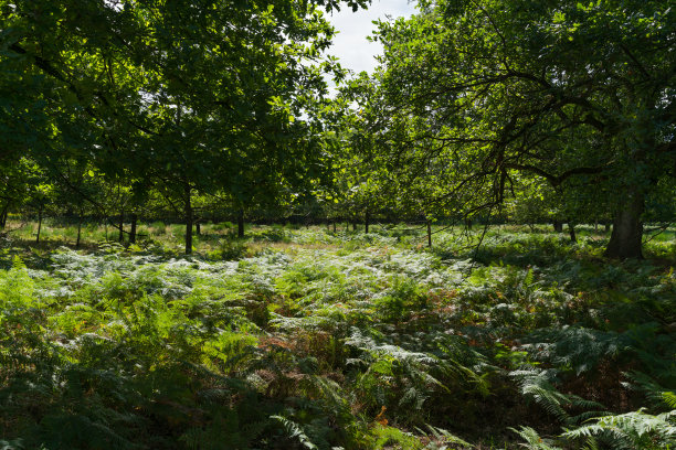 地上长满蕨类植物的森林。图片下载