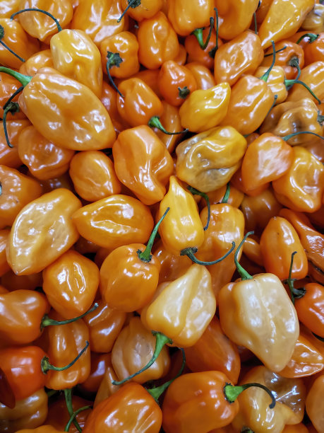 Bhut jolokia(不丹辣椒)或俗称鬼辣椒或鬼辣椒图片下载
