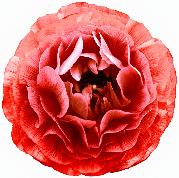 红玫瑰的花。花孤立在白色背景上。没有阴影与剪切路径。特写镜头。大自然。图片下载