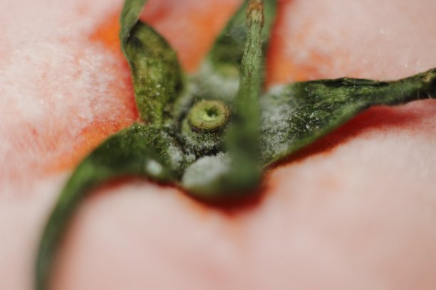 冻番茄特写。图片下载