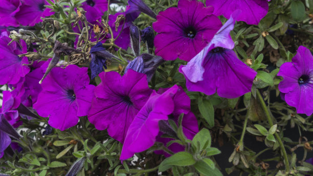 街道上五颜六色的天竺葵花的特写。Citylife概念。图片下载