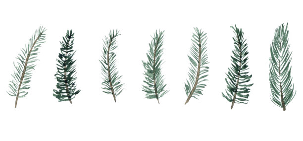 松树的树枝。用于圣诞节装饰的冬季植物。水彩插图。图片下载