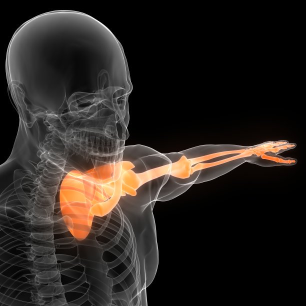 人体骨骼系统上肢骨关节解剖学图片下载