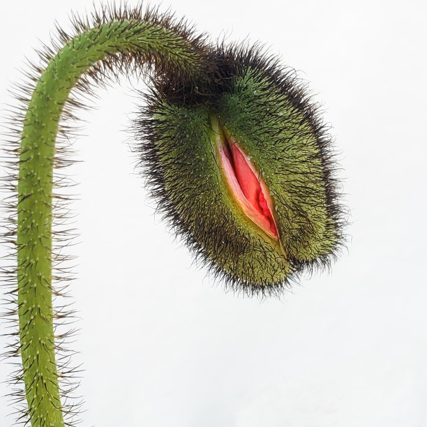 初露头角的图片下载