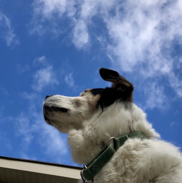 狗的侧面，仰望蓝天图片下载