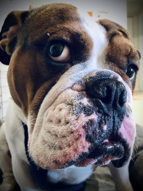 不确定的英国牛头犬图片下载