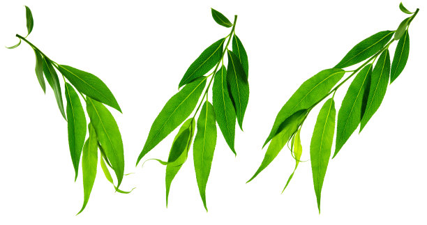 可爱的春天柳叶。有绿叶的嫩枝。孤立。大自然正在苏醒。绿色植物装饰用的。图片下载