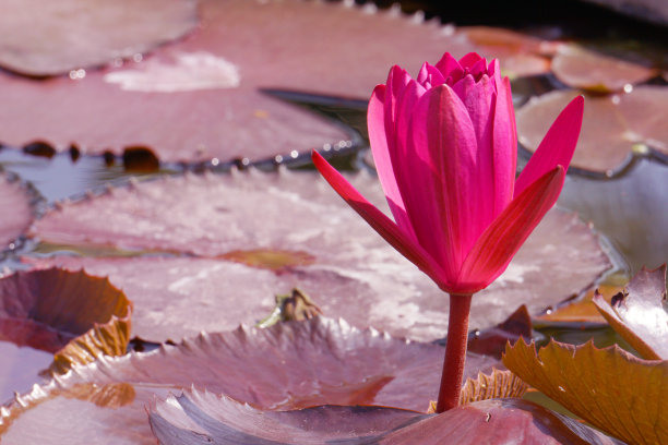 宏观粉红睡莲莲花湖或粉红莲花蓓蕾花-美丽的花墙图片，花卉背景在花园的概念图片下载
