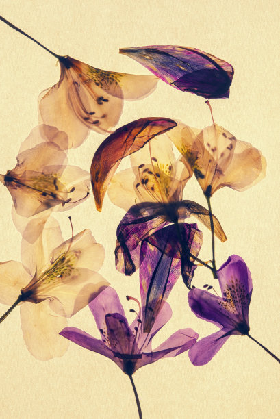 美丽的干杜鹃花孤立在黄色背景图片下载