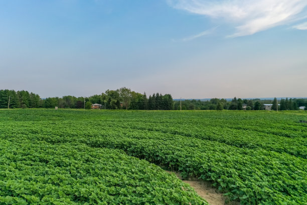 加拿大库克敦，夕阳下27号公路上的农场图片下载