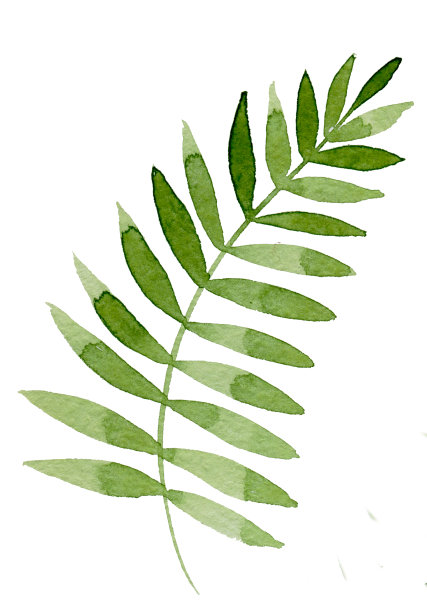 绿色的蕨类植物。手绘水彩插图孤立在白色的背景图片下载