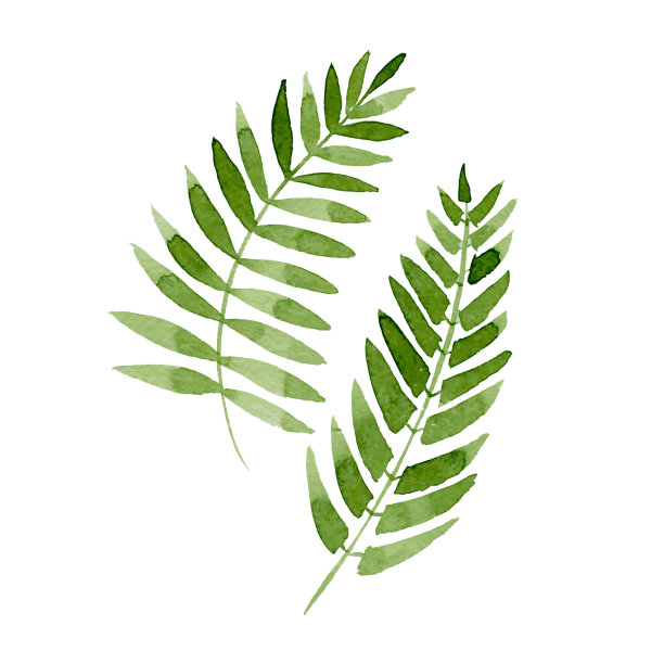 绿色的蕨类植物。手绘水彩插图孤立在白色的背景。向量图片下载