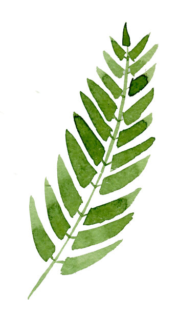 绿色的蕨类植物。手绘水彩插图孤立在白色的背景图片下载