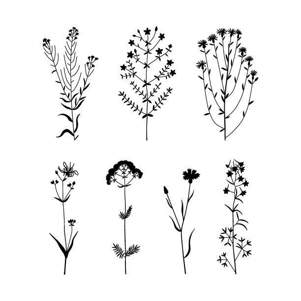 矢量手绘插图与野花剪影设置。收藏黑白极简主义的花卉、草药和药用植物。图片下载
