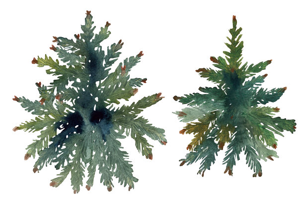 水彩画的圣诞树图片下载