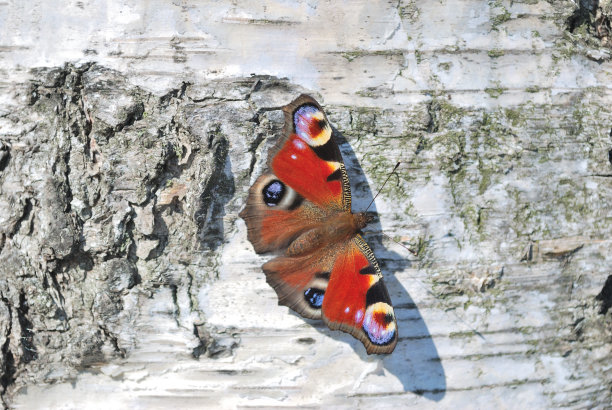 蝴蝶在桦树的树干上图片下载