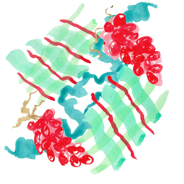 水彩文摘葡萄图片下载