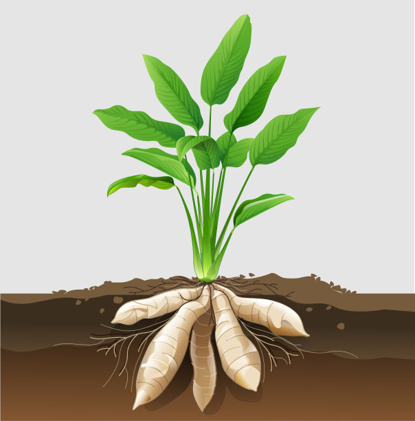 竹芋植物图片下载