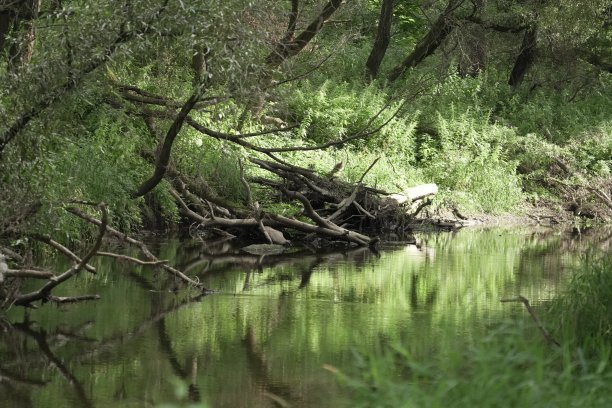 林中树木湖景图片下载