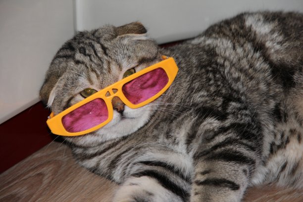 戴着粉色眼镜的猫，条纹迷人的猫，垂耳猫，斜卧猫图片下载