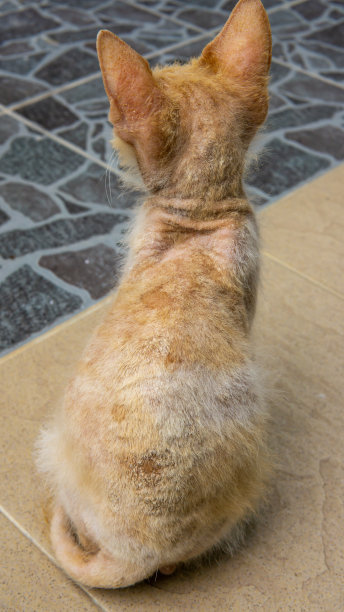 特写的癣，皮肤真菌感染的背面流浪橙色猫的身体。图片下载