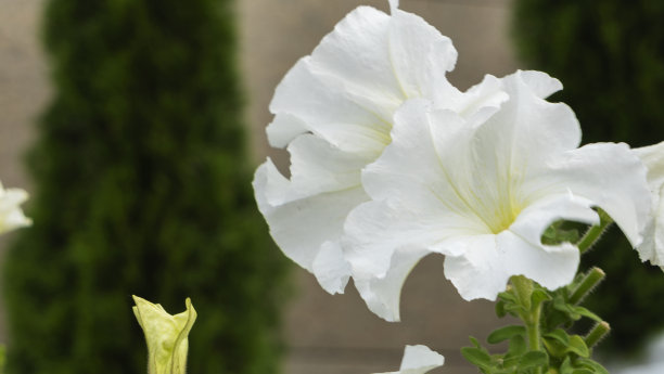 街道上五颜六色的天竺葵花的特写。Citylife概念。图片下载