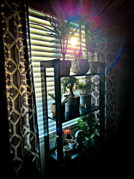 窗外的植物图片下载