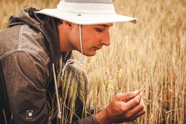 一位戴着太阳帽的研究员在成熟的麦田背景下检查着谷粒。图片下载